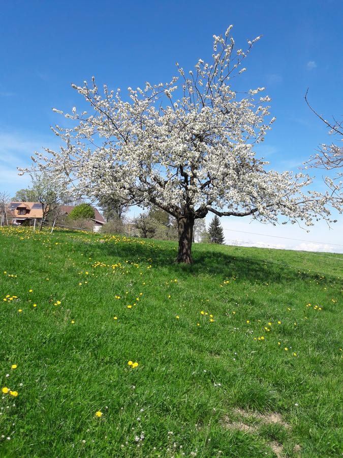 Buehl 3 Villa Affoltern Am Albis Eksteriør billede